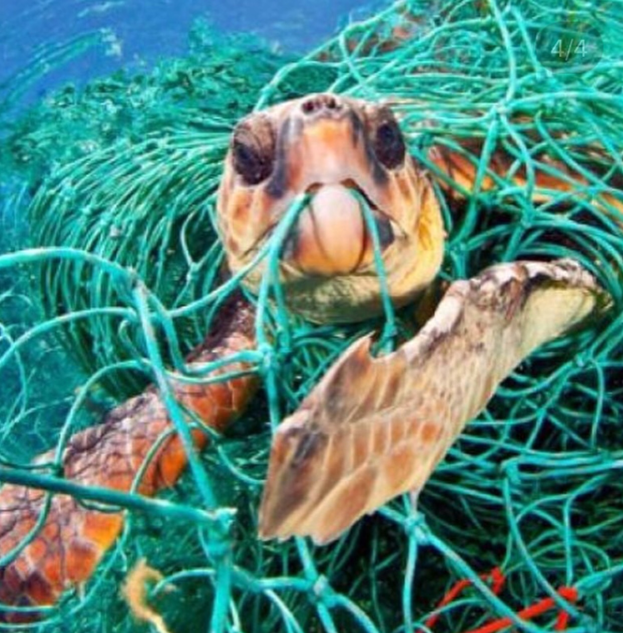 Ghost Nets. The silent killer plastic plaguing our oceans. Raising